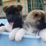 akita puppies 1.jpg