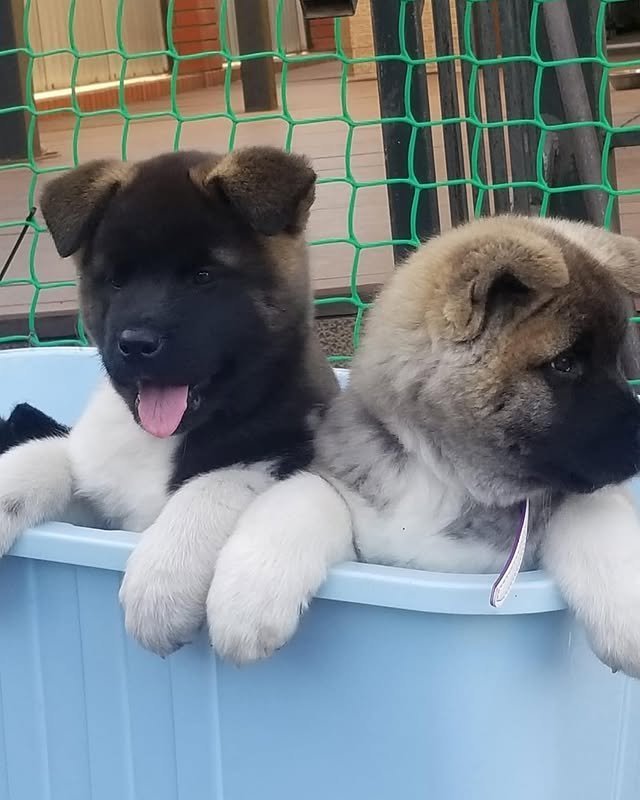 akita puppies 1.jpg