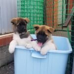akita puppies 2.jpg
