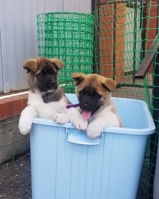 akita puppies 2.jpg