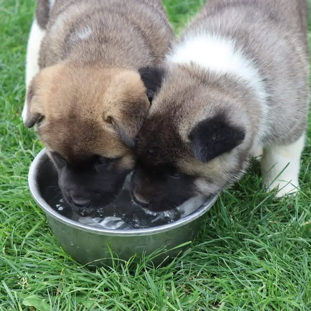 akita puppies 3.jpg