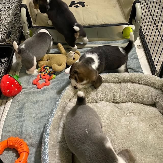 beagle puppies 1.jpg