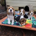 beagle puppies 2 1.jpg
