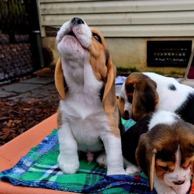 beagle puppies 4.jpg