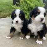 bernese mountain puppies 1.jpg