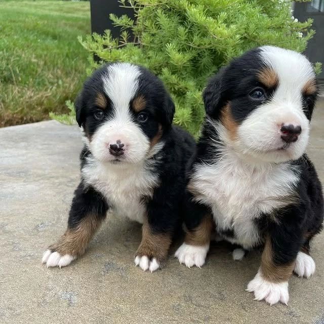bernese mountain puppies 1.jpg
