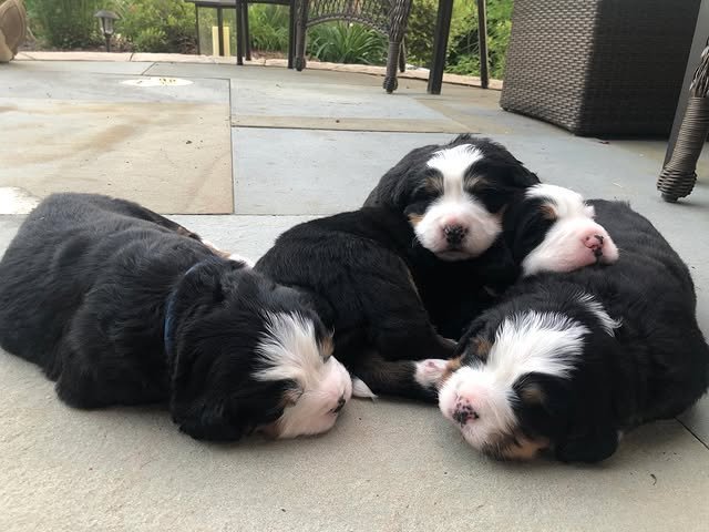bernese mountain puppies 2.jpg