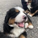 bernese mountain puppies 3.jpg