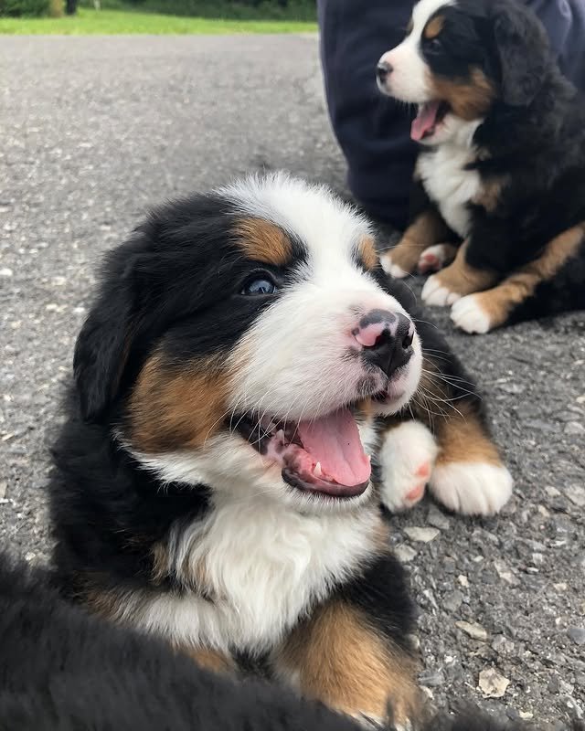 bernese mountain puppies 3.jpg