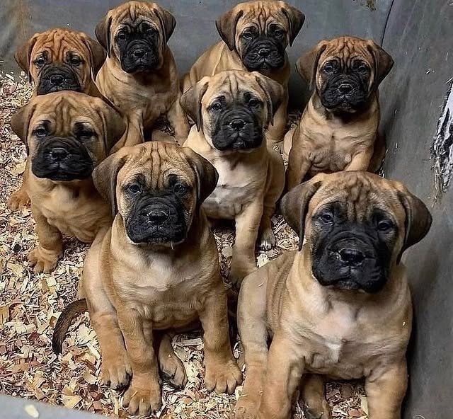 boerboel 1.jpg