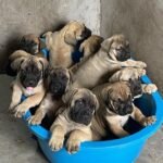 boerboel 2.jpg