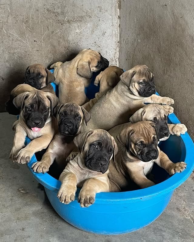 boerboel 2.jpg