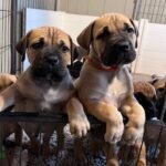 boerboel puppies3.jpg