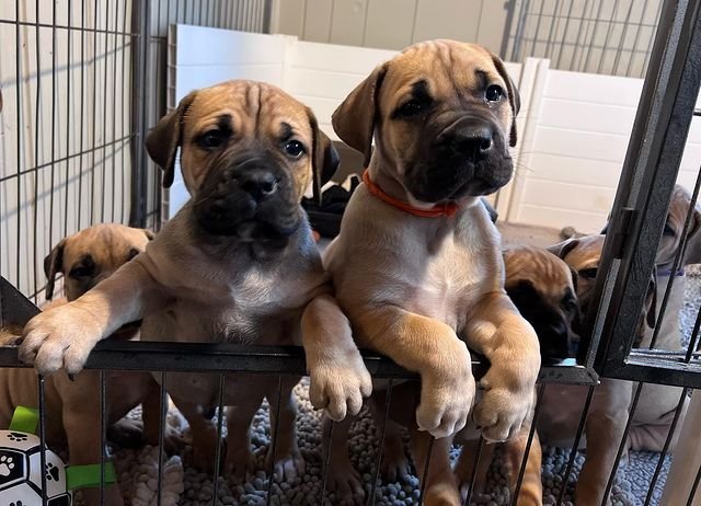 boerboel puppies3.jpg