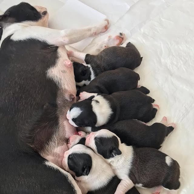 boston terrier puppies 1.jpg