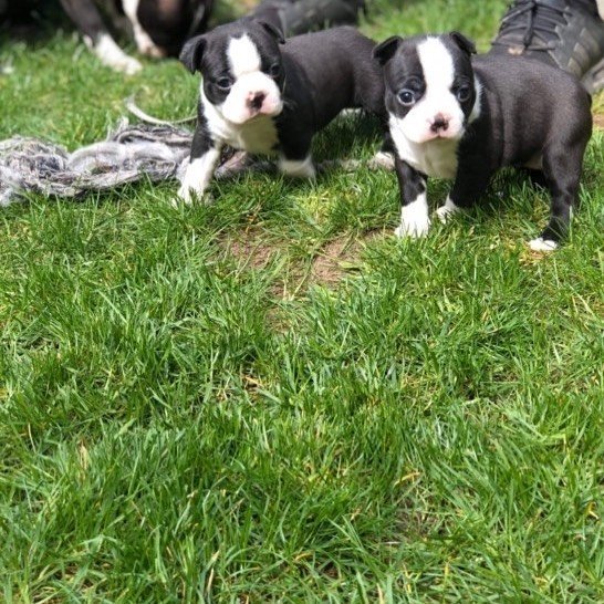 boston terrier puppies 2.jpg