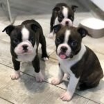 boston terrier puppies 3.jpg