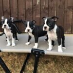 boston terrier puppies 4.jpg