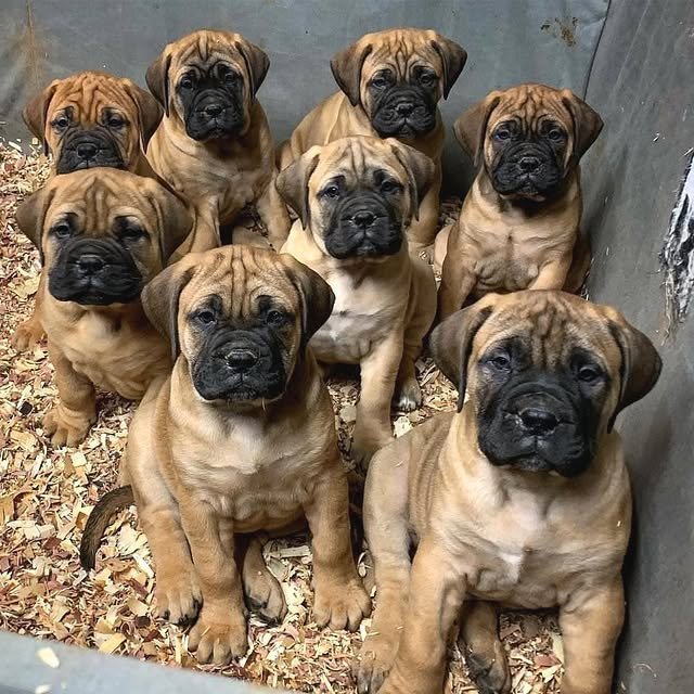 bullmastiff puppies 2.jpg