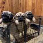bullmastiff puppies 3.jpg