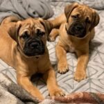 bullmastiff puppies 4.jpg