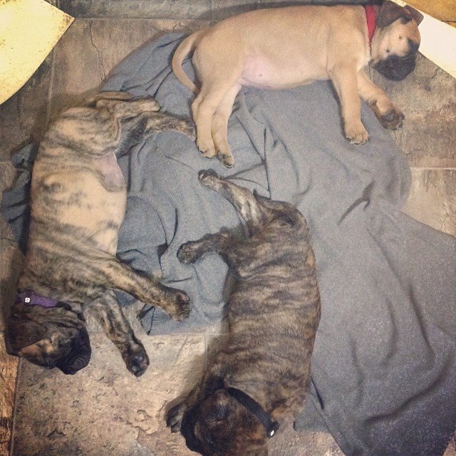 bullmatiff puppies 1.jpg