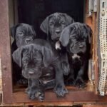 cane corso puppies 1.jpg