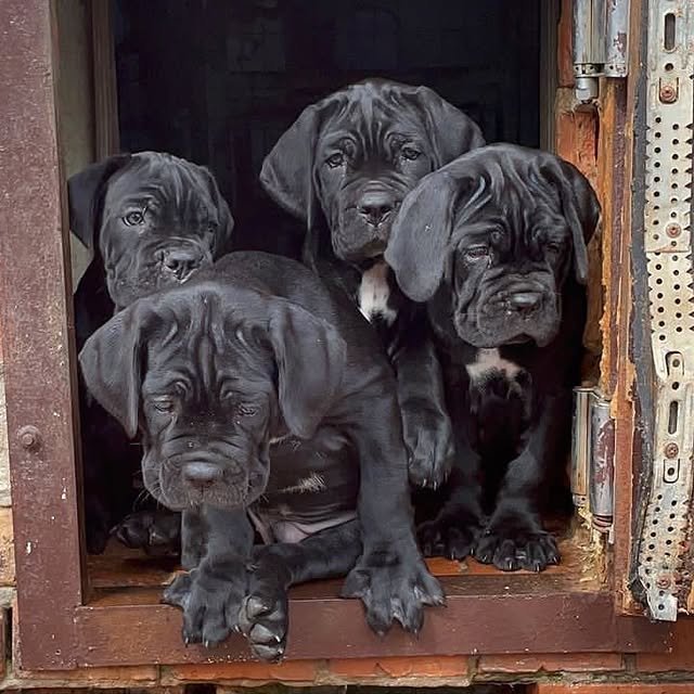cane corso puppies 1.jpg