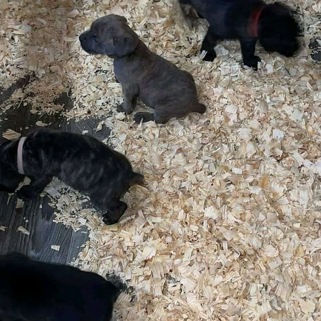 cane corso puppies 2.jpg