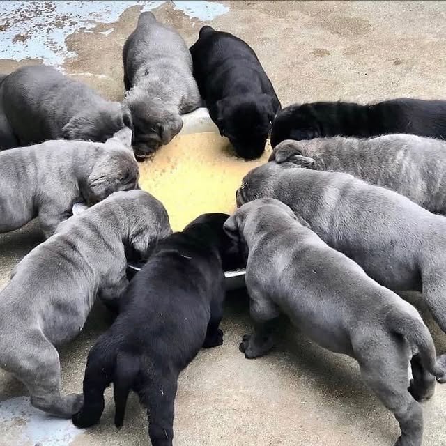 cane corso puppies 3.jpg