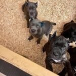 cane corso puppies 4.jpg