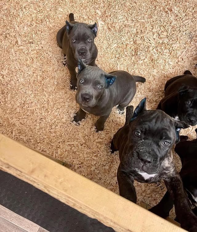 cane corso puppies 4.jpg