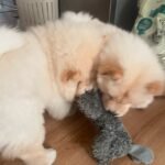 chow chow puppies 2.jpg