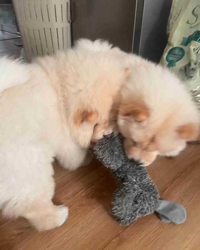 chow chow puppies 2.jpg