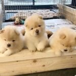 chow chow puppies 3.jpg