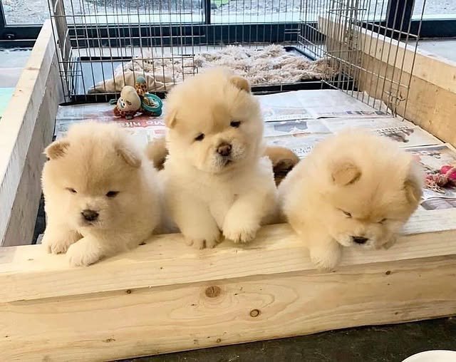 chow chow puppies 3.jpg
