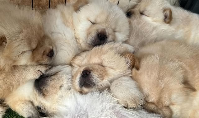 chow chow puppies 4.jpg