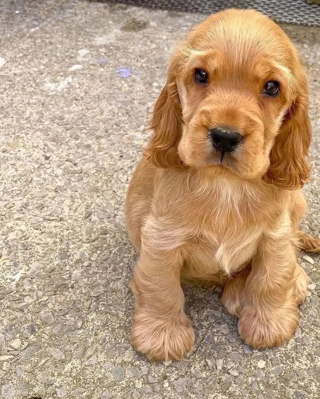 cocker spaniel puppies 1.jpg