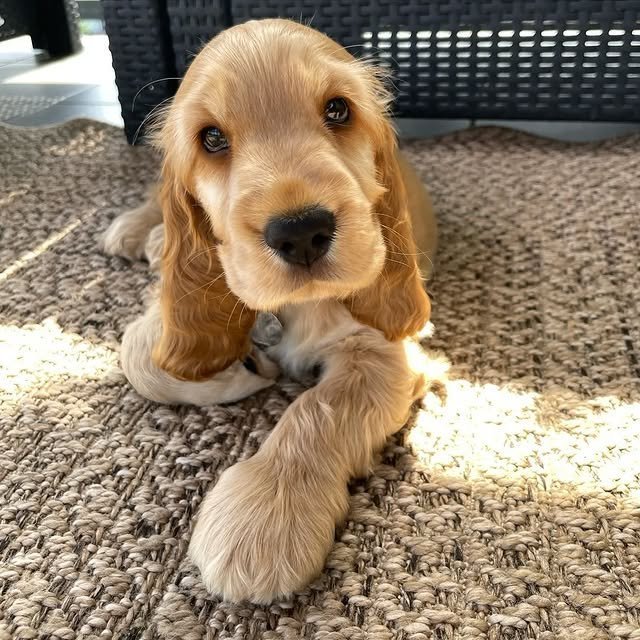 cocker spaniel puppies 3.jpg