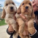 cocker spaniel puppies 4.jpg