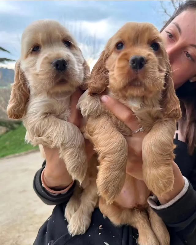 cocker spaniel puppies 4.jpg