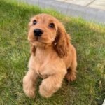 cocker spaniel puppies2.jpg
