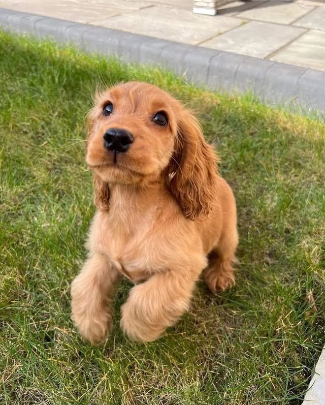cocker spaniel puppies2.jpg