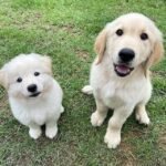 golden retriever puppies 3.jpg