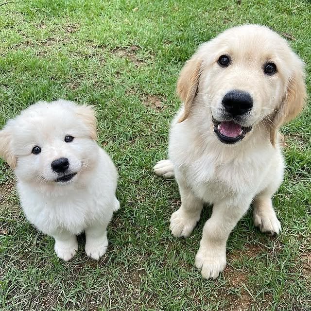 golden retriever puppies 3.jpg