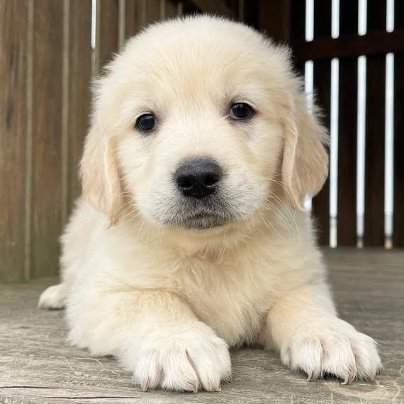 golden retriver puppies 1.jpg