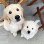 golden retriver puppies 2.jpg