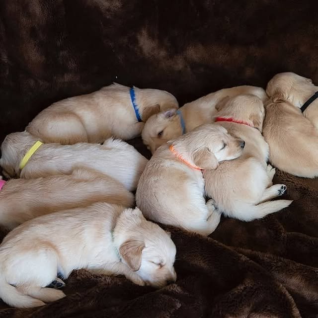 golden retriver puppies 4.jpg