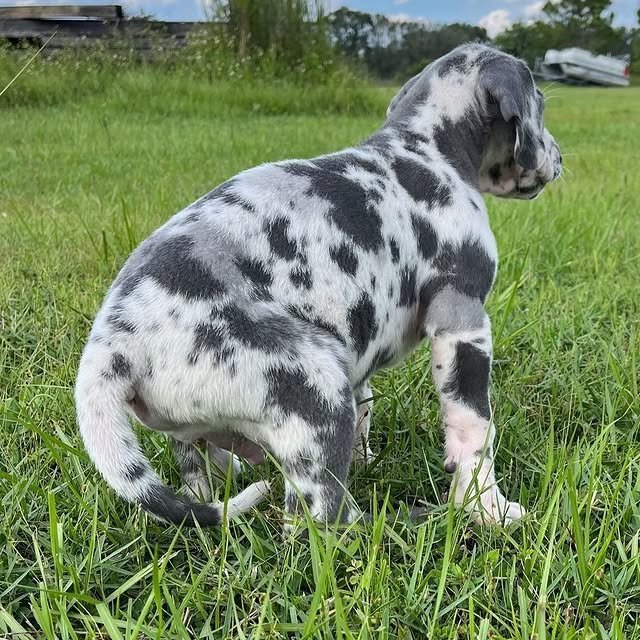 great dane puppies 2.jpg