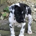 great dane puppies 3.jpg